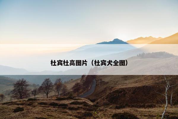 杜宾杜高图片（杜宾犬全图）