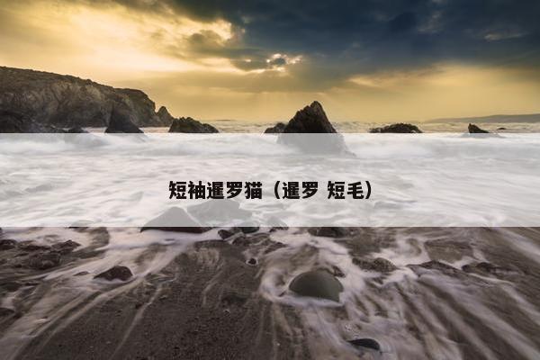 短袖暹罗猫（暹罗 短毛）