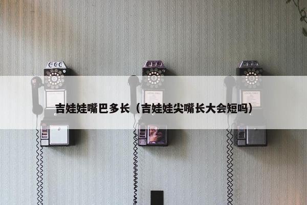 吉娃娃嘴巴多长（吉娃娃尖嘴长大会短吗）