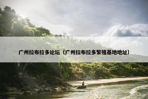 广州拉布拉多论坛（广州拉布拉多繁殖基地地址）