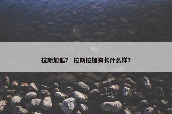 拉斯加狐？ 拉斯拉加狗长什么样？
