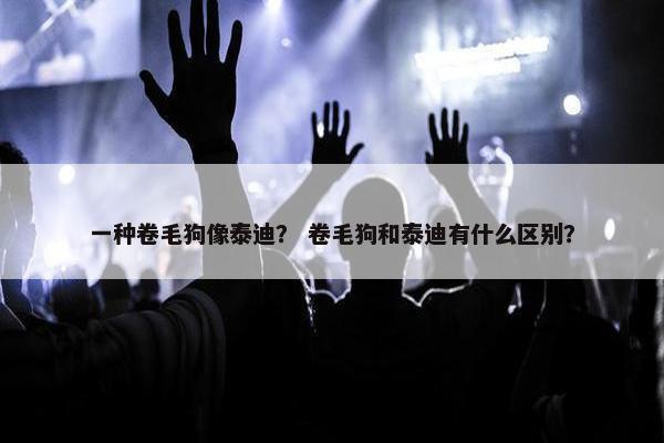 一种卷毛狗像泰迪？ 卷毛狗和泰迪有什么区别？