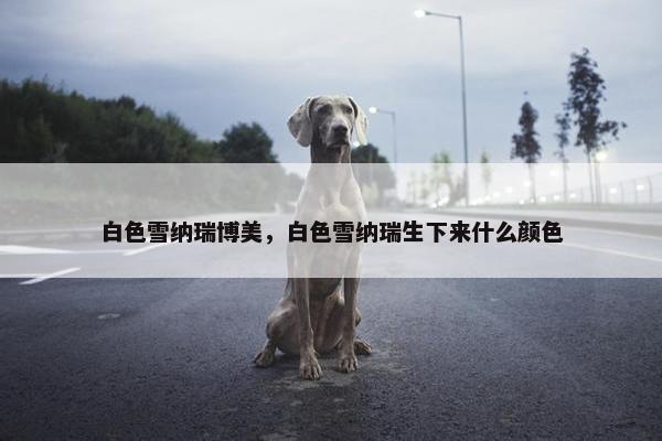白色雪纳瑞博美，白色雪纳瑞生下来什么颜色