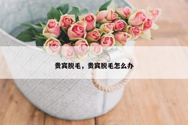 贵宾脱毛，贵宾脱毛怎么办