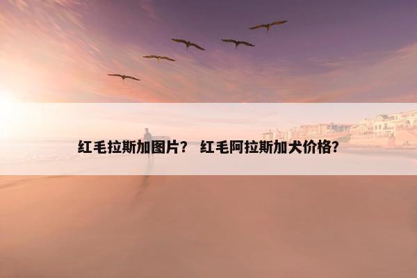 红毛拉斯加图片？ 红毛阿拉斯加犬价格？