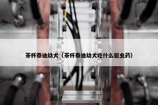 茶杯泰迪幼犬（茶杯泰迪幼犬吃什么驱虫药）