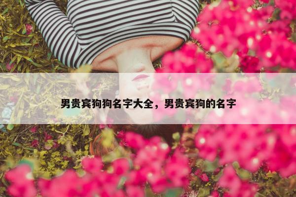 男贵宾狗狗名字大全，男贵宾狗的名字