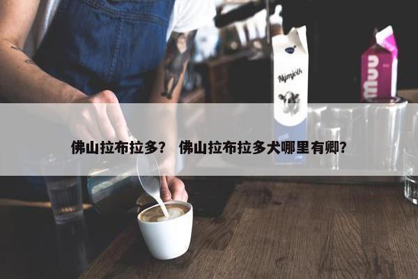 佛山拉布拉多？ 佛山拉布拉多犬哪里有卿？