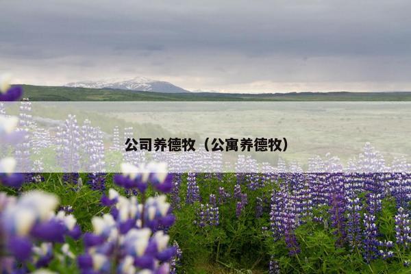 公司养德牧（公寓养德牧）