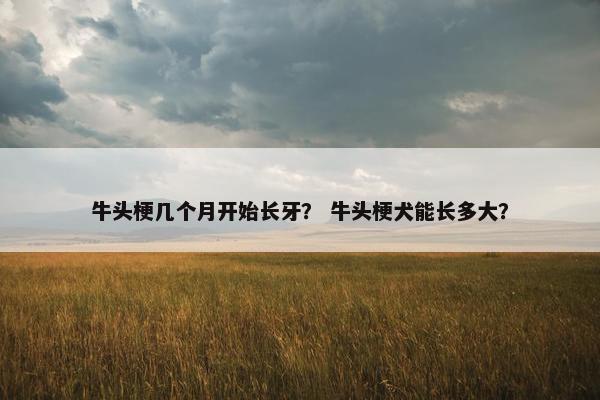 牛头梗几个月开始长牙？ 牛头梗犬能长多大？