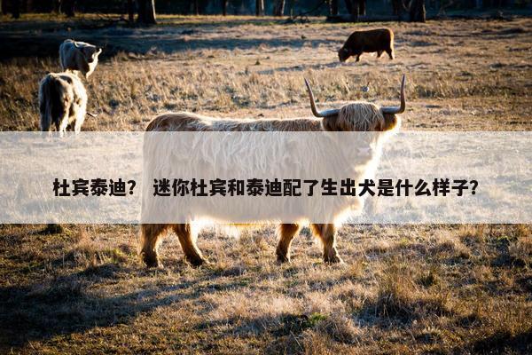 杜宾泰迪？ 迷你杜宾和泰迪配了生出犬是什么样子？