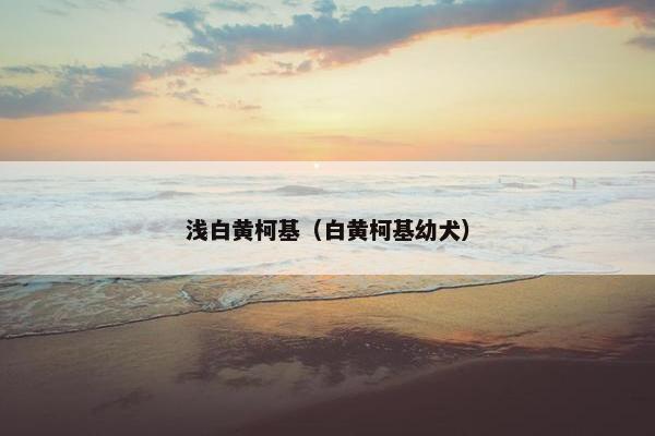 浅白黄柯基(白黄柯基幼犬) 浅白黄柯基(白黄柯基幼犬)