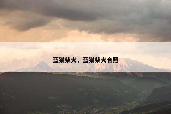 蓝猫柴犬，蓝猫柴犬合照