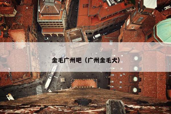 金毛广州吧（广州金毛犬）