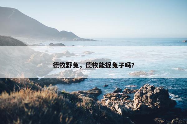 德牧野兔，德牧能捉兔子吗?