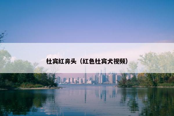 杜宾红鼻头（红色杜宾犬视频）