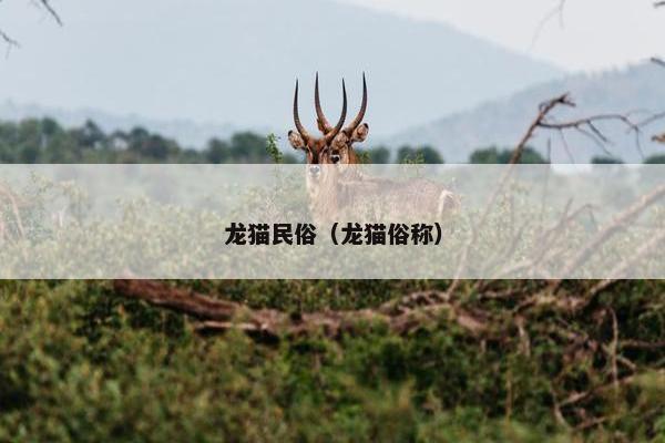 龙猫民俗（龙猫俗称）