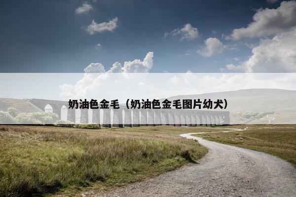 奶油色金毛（奶油色金毛图片幼犬）