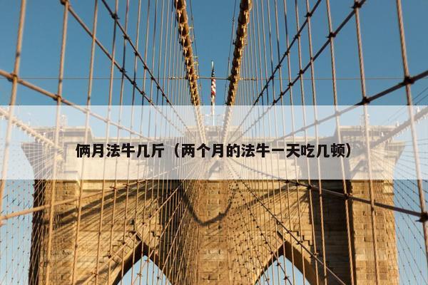 俩月法牛几斤（两个月的法牛一天吃几顿）