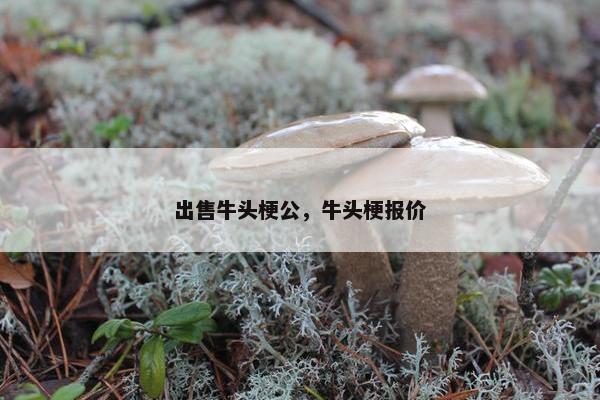 出售牛头梗公，牛头梗报价