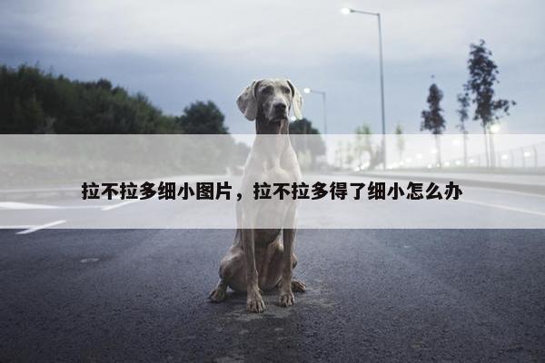 拉不拉多细小图片，拉不拉多得了细小怎么办