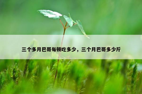 三个多月巴哥每顿吃多少，三个月巴哥多少斤