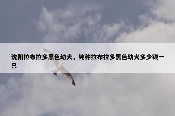 沈阳拉布拉多黑色幼犬，纯种拉布拉多黑色幼犬多少钱一只
