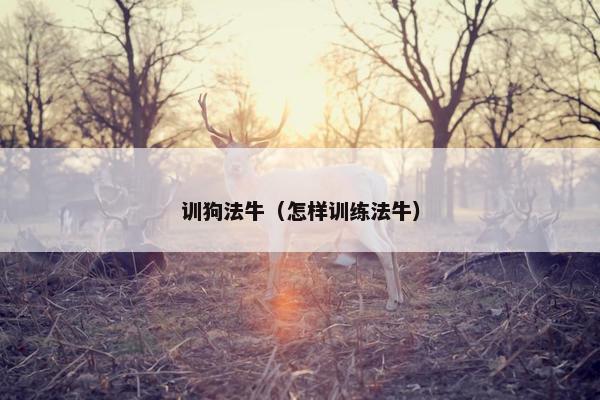 训狗法牛（怎样训练法牛）