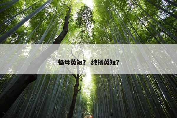 橘母英短？ 纯橘英短？