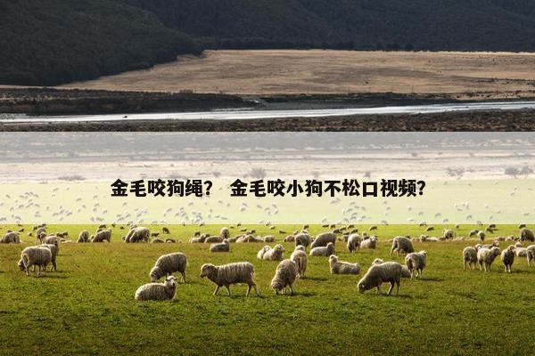 金毛咬狗绳？ 金毛咬小狗不松口视频？