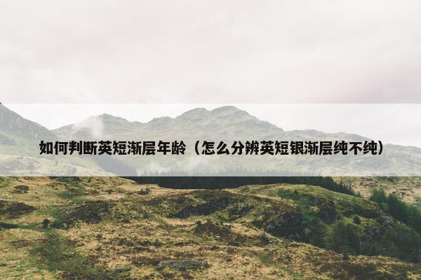 如何判断英短渐层年龄（怎么分辨英短银渐层纯不纯）
