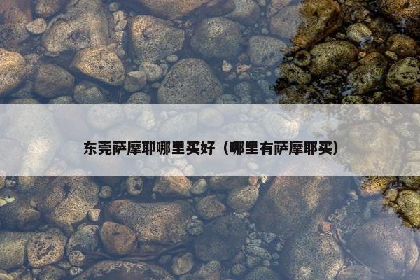 东莞萨摩耶哪里买好（哪里有萨摩耶买）