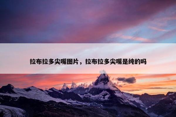 拉布拉多尖嘴图片，拉布拉多尖嘴是纯的吗