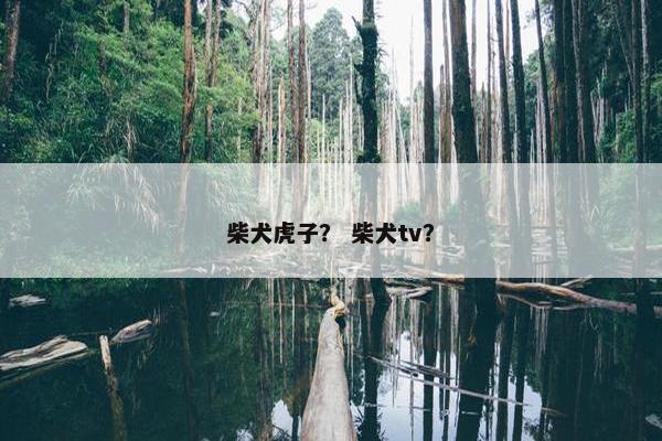 柴犬虎子？ 柴犬tv？