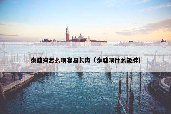 泰迪狗怎么喂容易长肉（泰迪喂什么能胖）