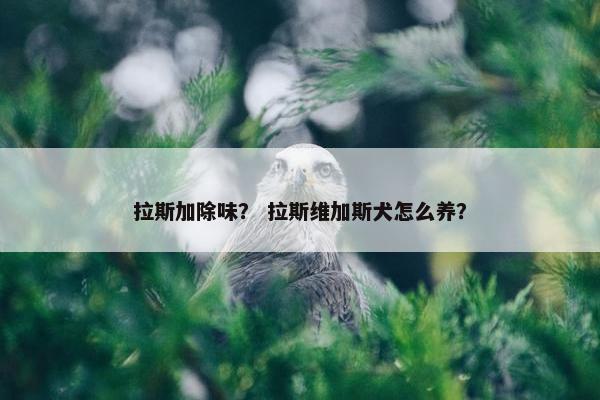 拉斯加除味？ 拉斯维加斯犬怎么养？