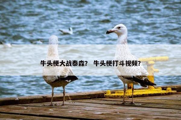 牛头梗大战泰森？ 牛头梗打斗视频？