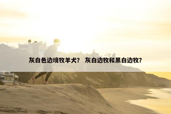 灰白色边境牧羊犬？ 灰白边牧和黑白边牧？