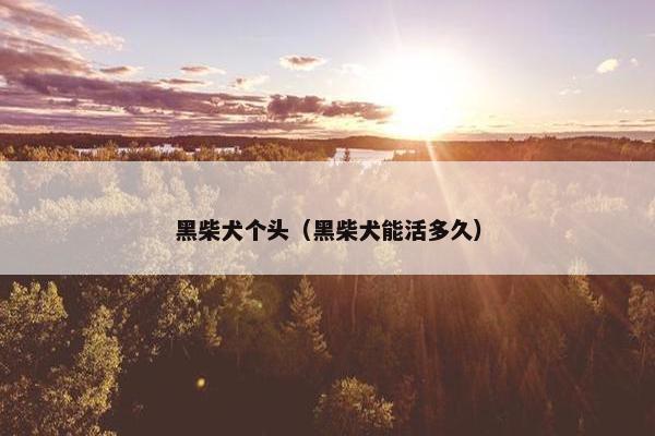 黑柴犬个头（黑柴犬能活多久）