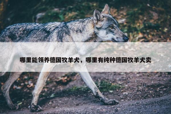 哪里能领养德国牧羊犬，哪里有纯种德国牧羊犬卖