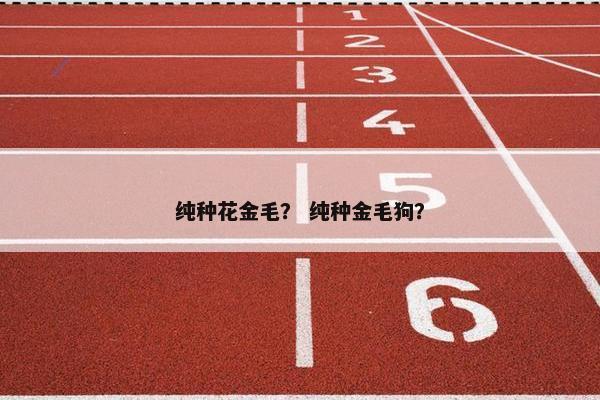 纯种花金毛? 纯种金毛狗? 纯种花金毛? 纯种金毛狗?