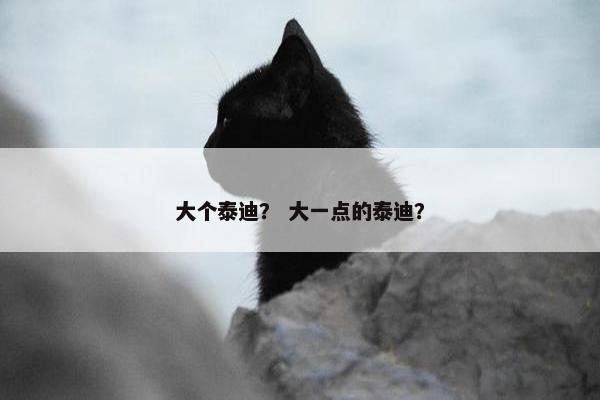 大个泰迪？ 大一点的泰迪？