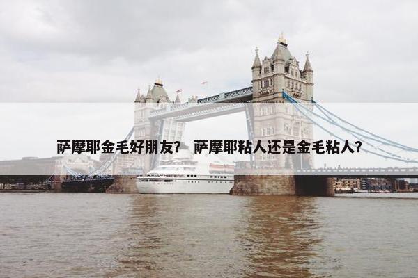 萨摩耶金毛好朋友？ 萨摩耶粘人还是金毛粘人？