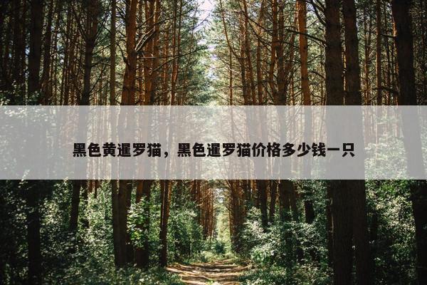 黑色黄暹罗猫，黑色暹罗猫价格多少钱一只