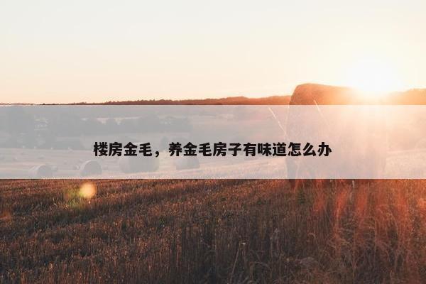 楼房金毛，养金毛房子有味道怎么办