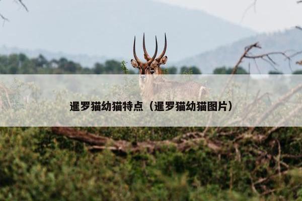 暹罗猫幼猫特点（暹罗猫幼猫图片）