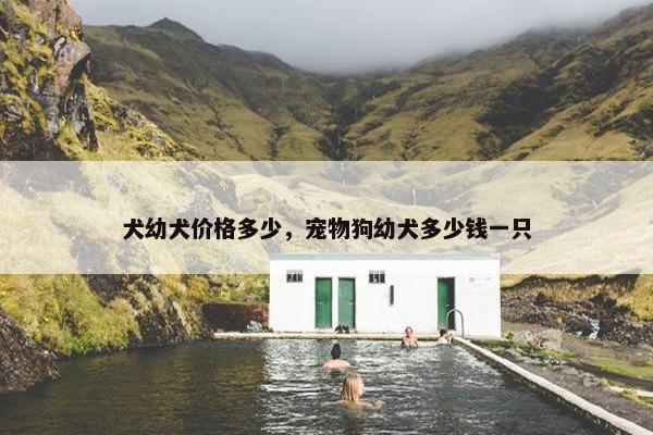 犬幼犬价格多少，宠物狗幼犬多少钱一只