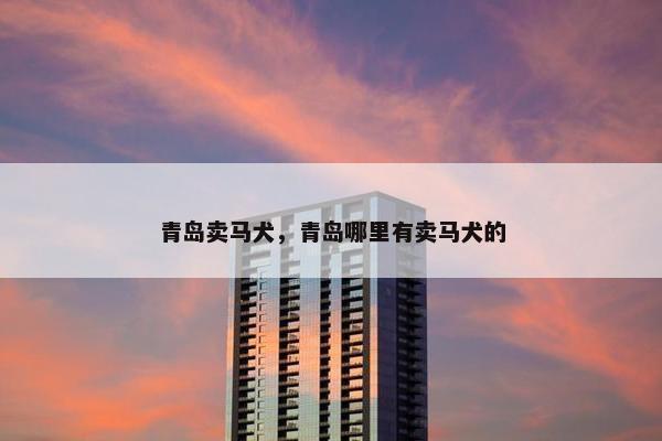 青岛卖马犬，青岛哪里有卖马犬的