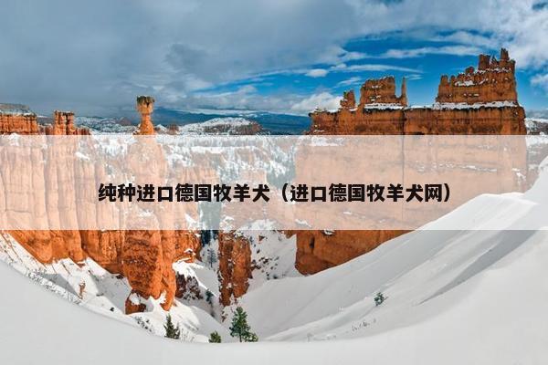 纯种进口德国牧羊犬（进口德国牧羊犬网）