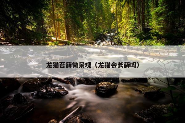 龙猫苔藓微景观（龙猫会长藓吗）